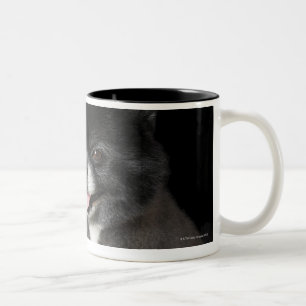 Taza Bicolor Pomeranian negro que mira a la izquierda