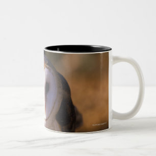 Taza Bicolor 'Primer de la lechuza común, tierra entre los