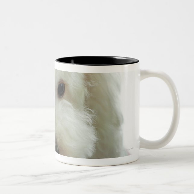 Taza Bicolor Primer de un caniche miniatura (Derecha)