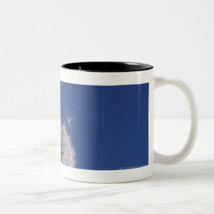 Taza Bicolor Primer de un diente de león