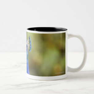 Taza Bicolor Primer de un pavo real