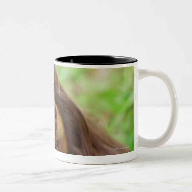 Taza Bicolor Primer de un perro del Dachshund (Derecha)