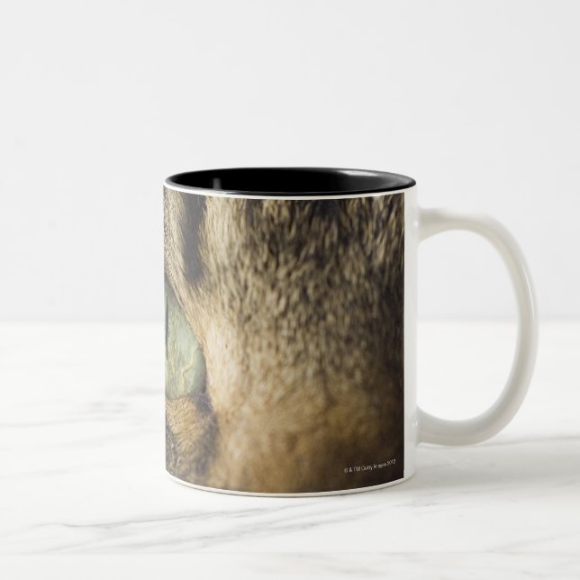 Taza Bicolor Primer del gato (foco en ojo) (Derecha)