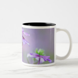 Taza Bicolor Primer plano de Phlox de Drummond, Phlox drummondi