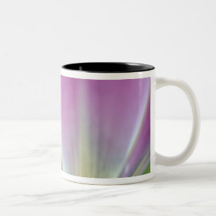 Taza Bicolor Primer plano del envés de la flor de tulipán, Kuek
