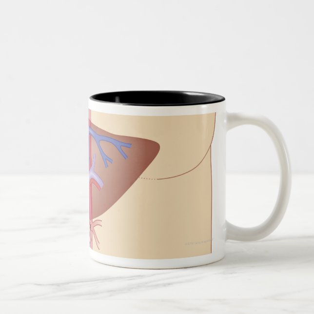 Taza Bicolor Procedimiento del trasplante del hígado (Derecha)