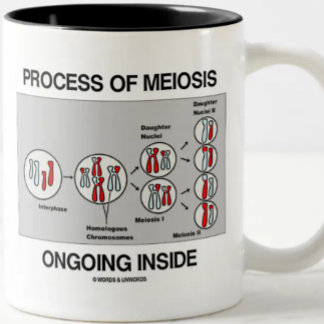 Taza Bicolor Proceso De Meiosis En Curso En El Interior