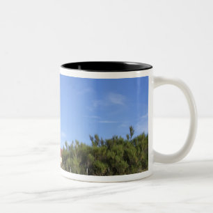 Taza Bicolor Punta Delgada, Península Valdés, Chubut