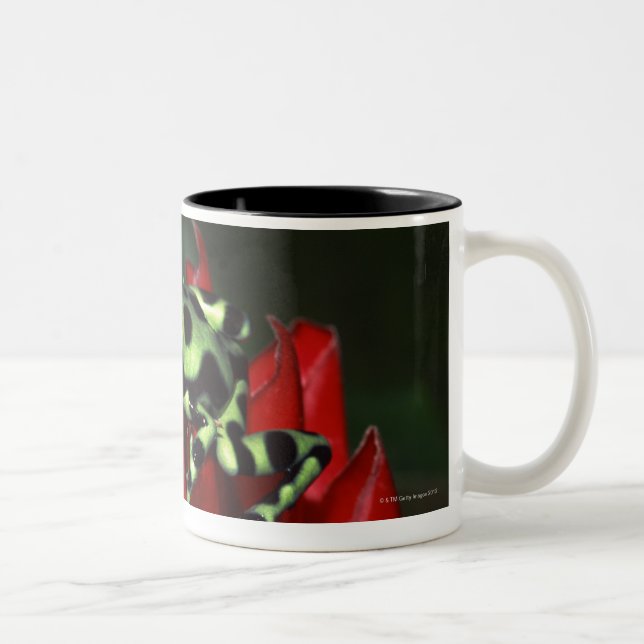 Taza Bicolor Rana 2 del dardo (Derecha)
