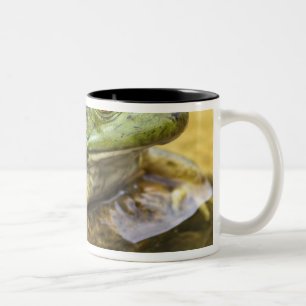 Taza Bicolor Rana a lo largo del río Buffalo, milla 126 en el