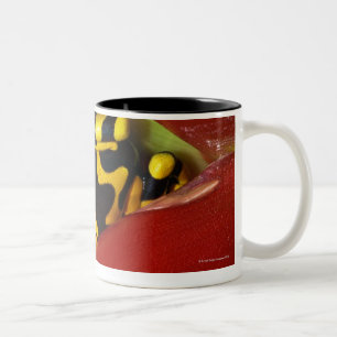 Taza Bicolor rana Amarillo-congregada del veneno