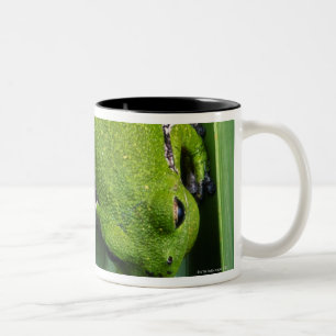 Taza Bicolor Rana arbórea del descortezamiento (gratiosa del