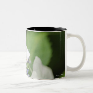 Taza Bicolor Rana arbórea que se sienta en un Hydrangea, Hyogo