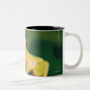 Taza Bicolor Rana arbórea roja del ojo