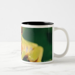 Taza Bicolor Rana arbórea roja del ojo