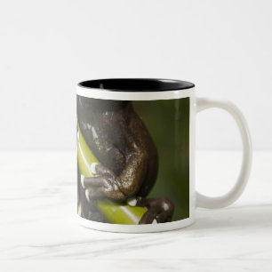 Taza Bicolor Rana arborícola cautiva de Tapichalaca Hyloscirtus
