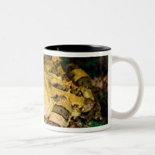Taza Bicolor Rana cornuda brasileña, Ceratophrys cornuta, 3
