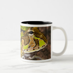 Taza Bicolor Rana Cornuda Brasileña, Ceratophrys cornuta, Nativ