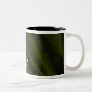 Taza Bicolor Rana de árbol Tapichalaca cautiva Hyloscirtus 3