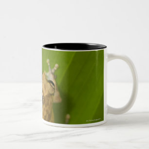 Taza Bicolor Rana de Dink (diastema del Eleutherodactylus) en