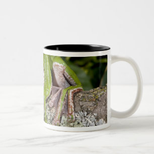Taza Bicolor Rana Gigante Voladora, Polypedates dennysi ssp,