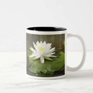 Taza Bicolor Rana mugidora en la charca del lirio