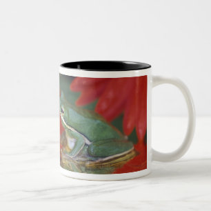 Taza Bicolor Rana y reflejos entre flores. Créditos como: