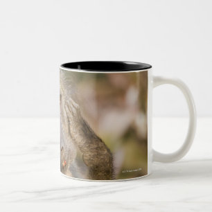 Taza Bicolor Rasguño del babuino de Chacma (ursinus del Papio)