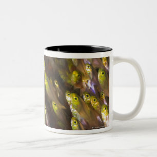 Taza Bicolor Remolino de los barrenderos de oro