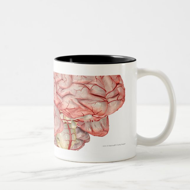Taza Bicolor Representación de Realitic del cerebro humano (Derecha)