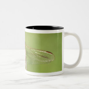 Taza Bicolor Reserva de naturaleza de Thomas Baines, Eastern