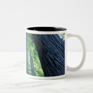 Taza Bicolor Reserva Estatal de Montgomery Woods, California.