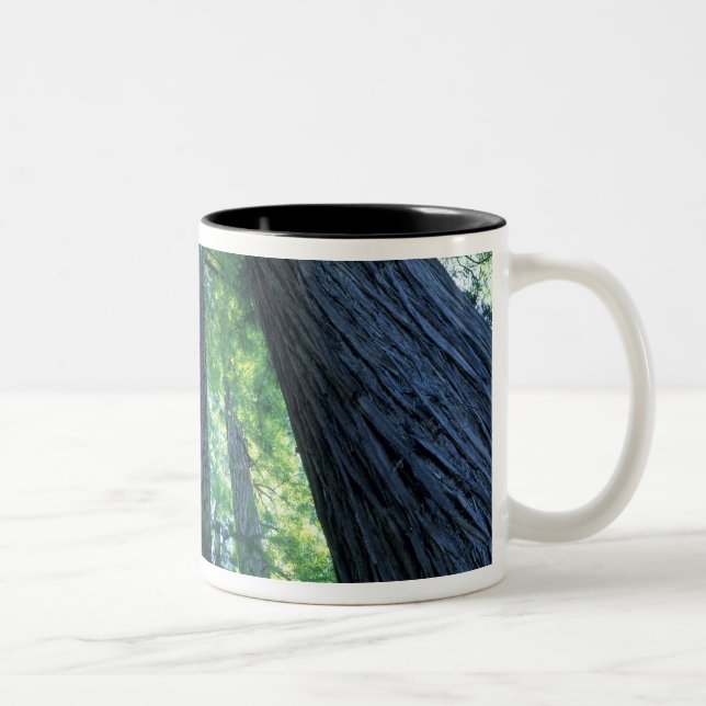 Taza Bicolor Reserva Estatal de Montgomery Woods, California. (Derecha)