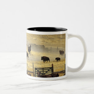 Taza Bicolor Resumen nacional de la cordillera de Bison en Mont