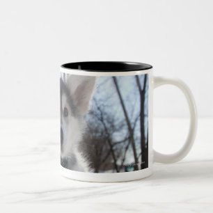 Taza Bicolor Retrato al aire libre del perrito fornido del
