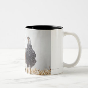 Taza Bicolor Retrato de tres pollos del mascota que miran
