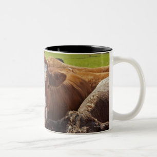 Taza Bicolor Retrato de un par de vacas en campo en