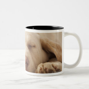 Taza Bicolor Retrato del estudio del labrador retriever