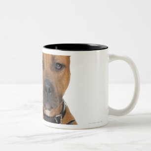 Taza Bicolor Retrato del estudio del perrito americano 3 del