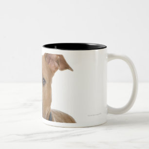 Taza Bicolor Retrato del estudio del perrito americano del