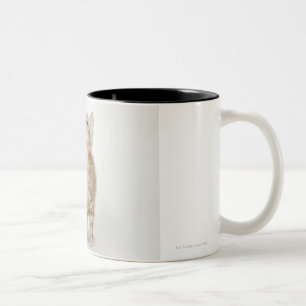 Taza Bicolor Retrato del gatito que mira para arriba