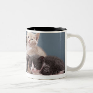 Taza Bicolor Retrato del grupo de gatitos