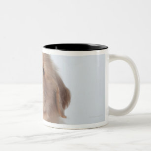 Taza Bicolor Retrato del perrito viejo de seis semanas del