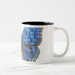 Taza Bicolor Rhadama del resumen