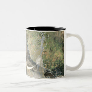 Taza Bicolor Río de Chobe, Botswana, África