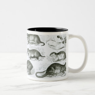 Taza Bicolor Rodentia-Roedores o animales de roedura