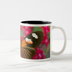Taza Bicolor Sammamish Washington Fotografía de Mariposa en 14