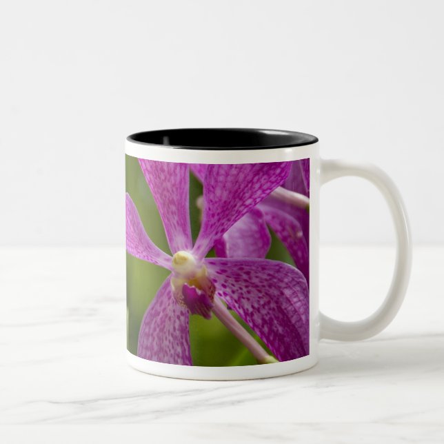 Taza Bicolor Sánscrito de Singapur para Ciudad León). Nacional (Derecha)