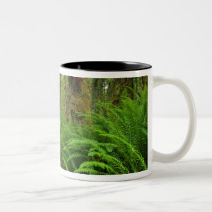 Taza Bicolor sendero Maple Glade, helechos y musgo cubierto