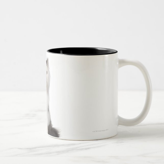 Taza Bicolor Sentada persa (de 10 meses) (Derecha)